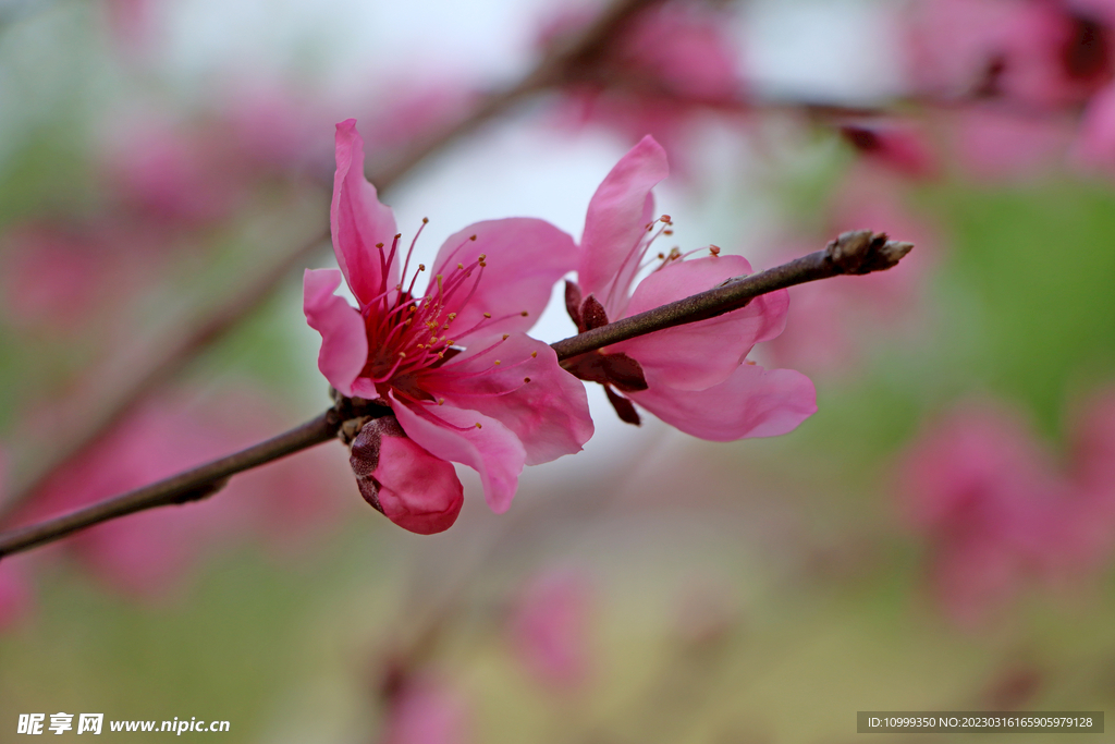 桃花