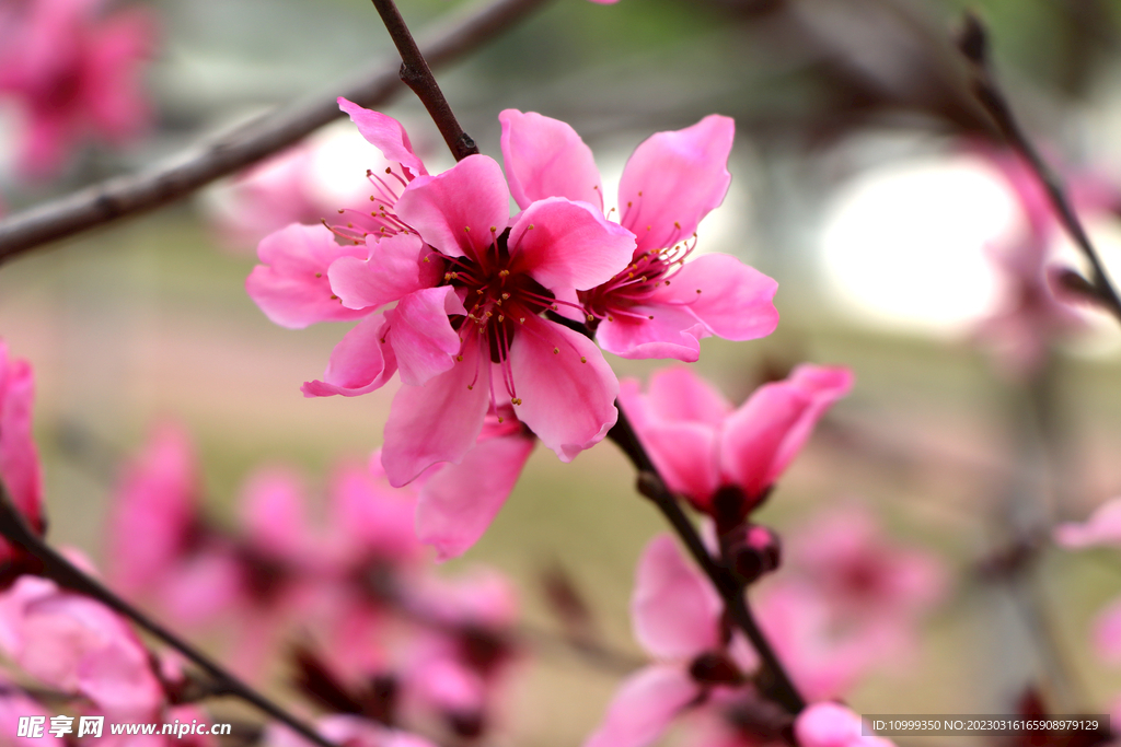 桃花