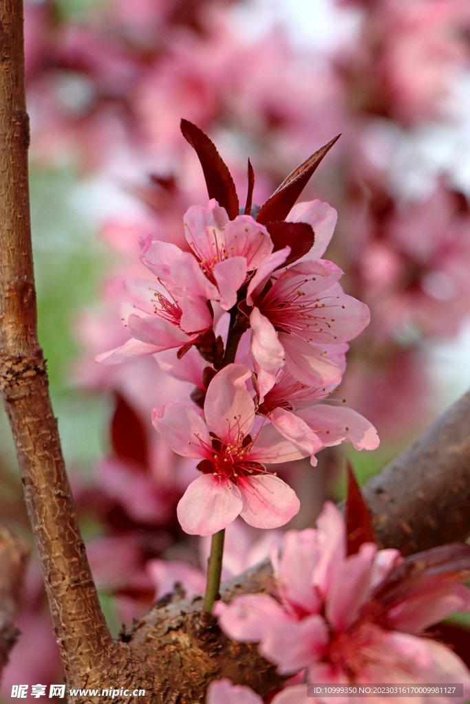 桃花