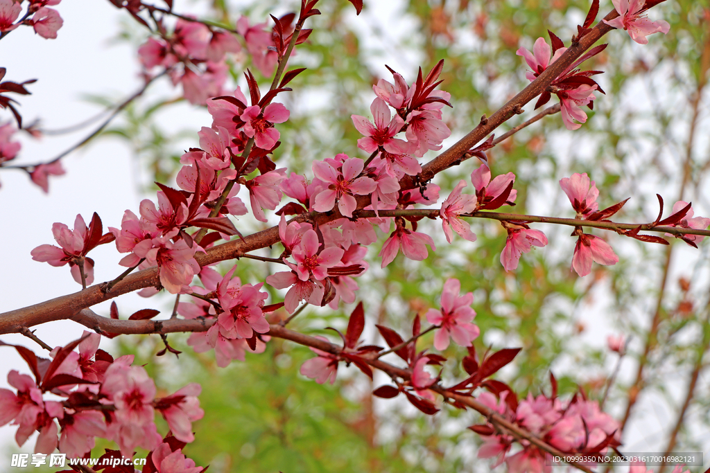 桃花