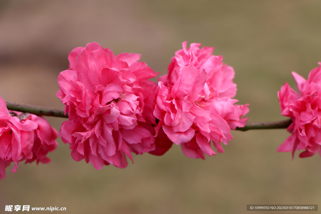 桃花