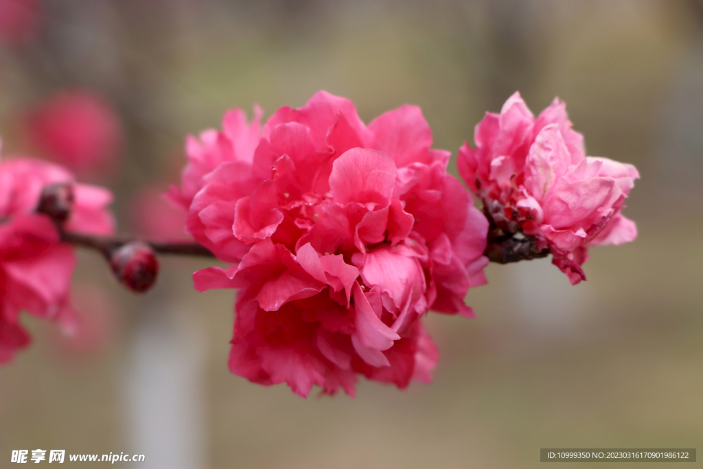 桃花