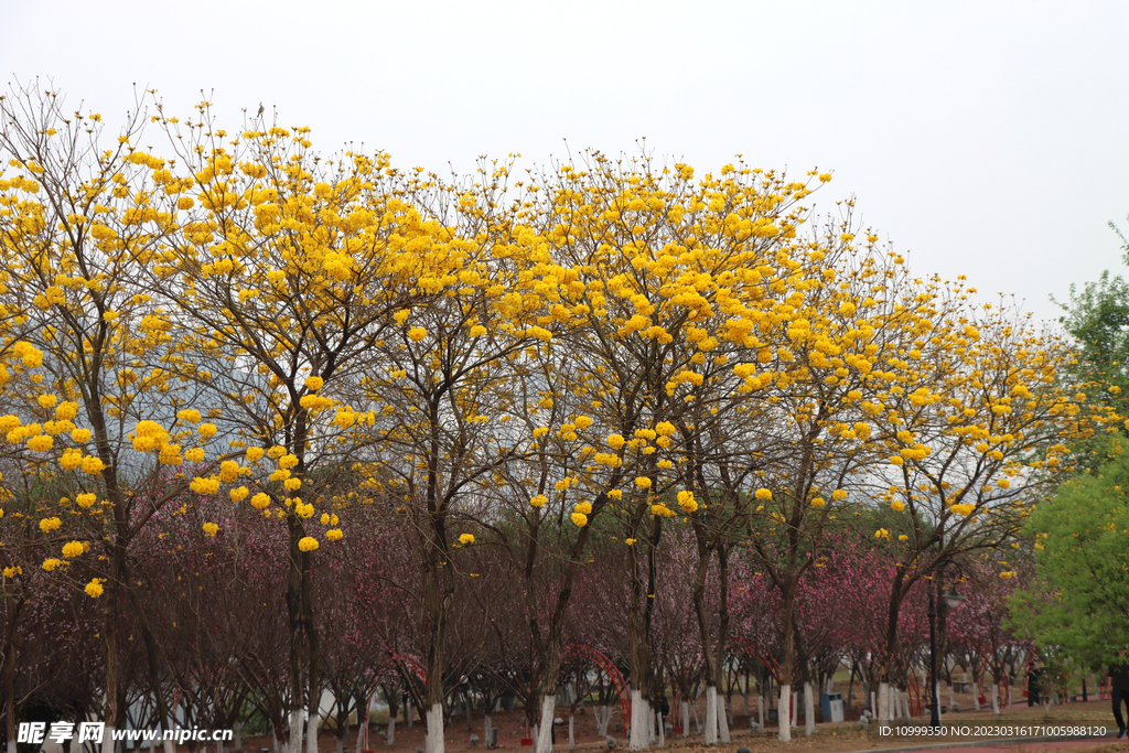 风铃花