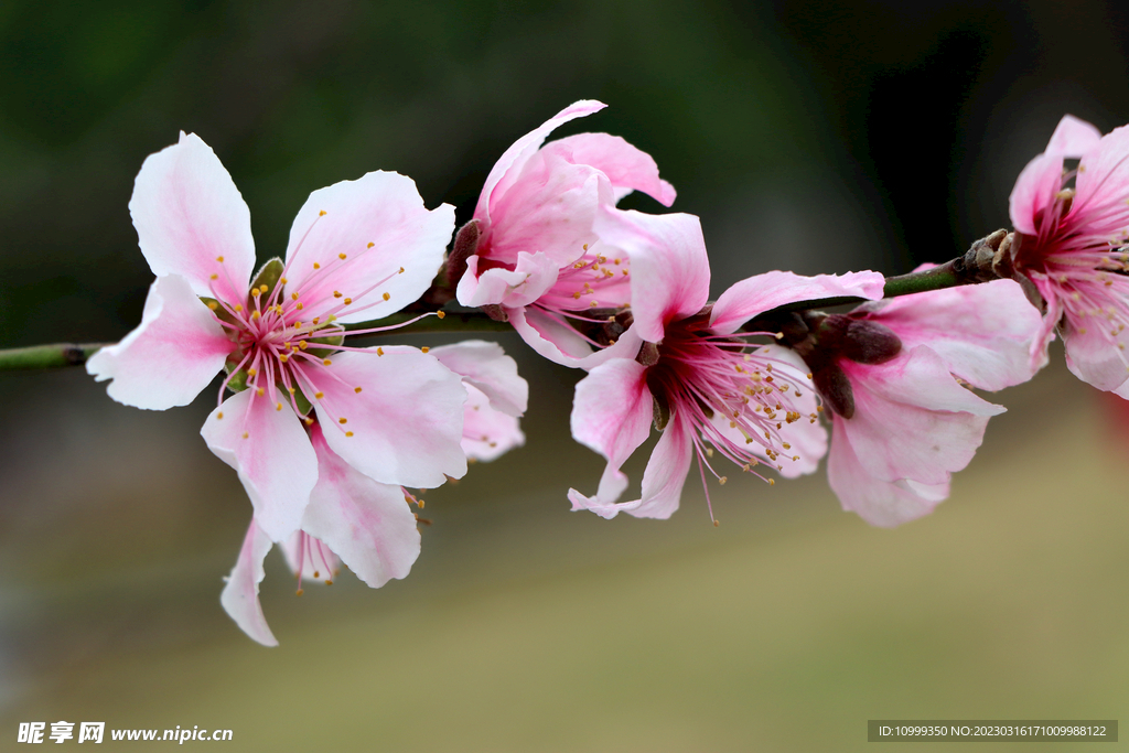桃花
