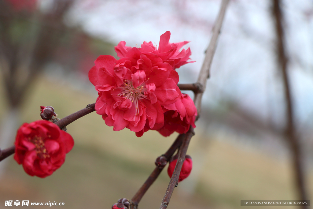 桃花