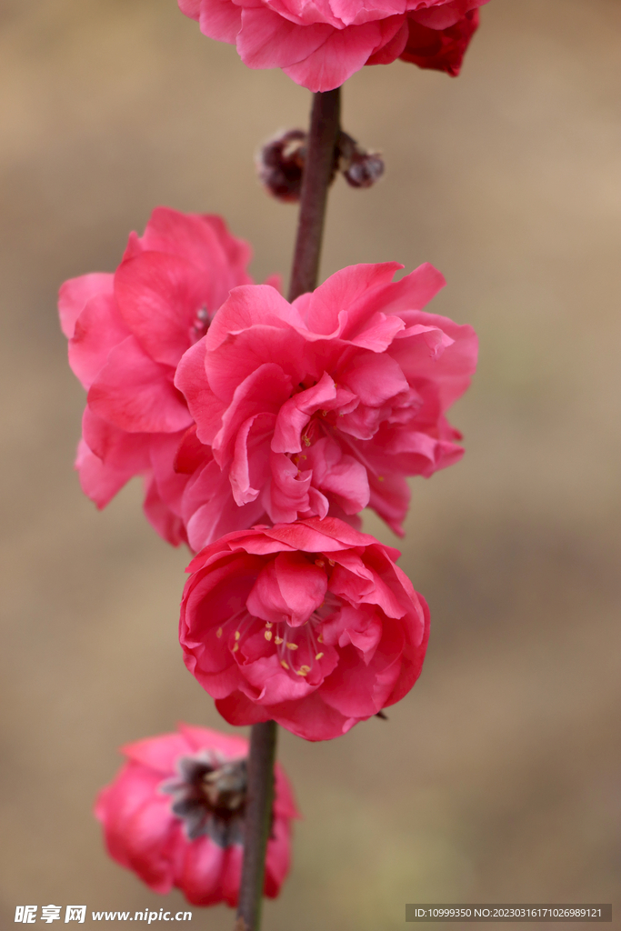 桃花