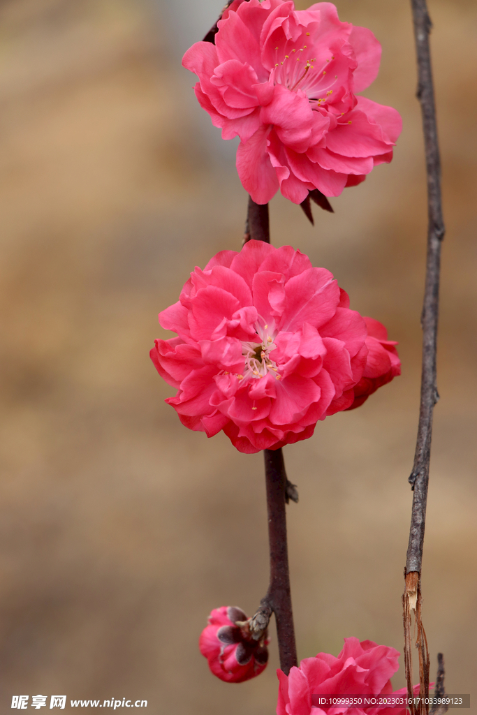 桃花