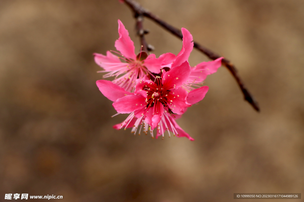 桃花