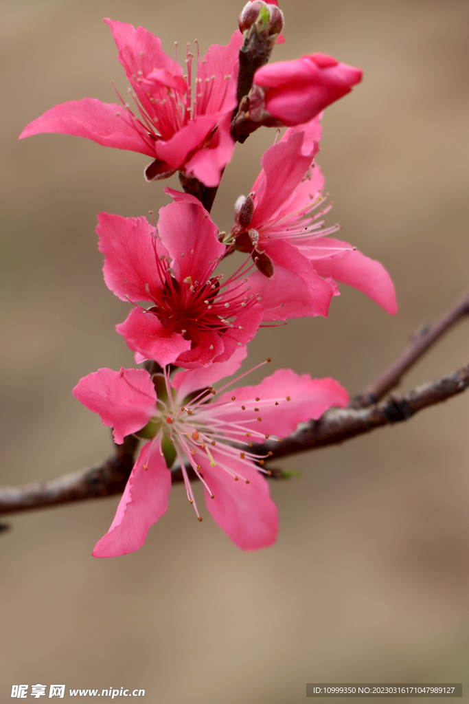 桃花