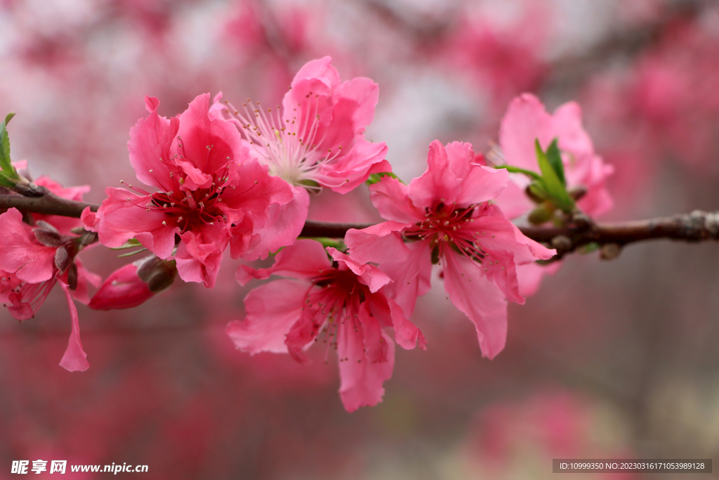 桃花