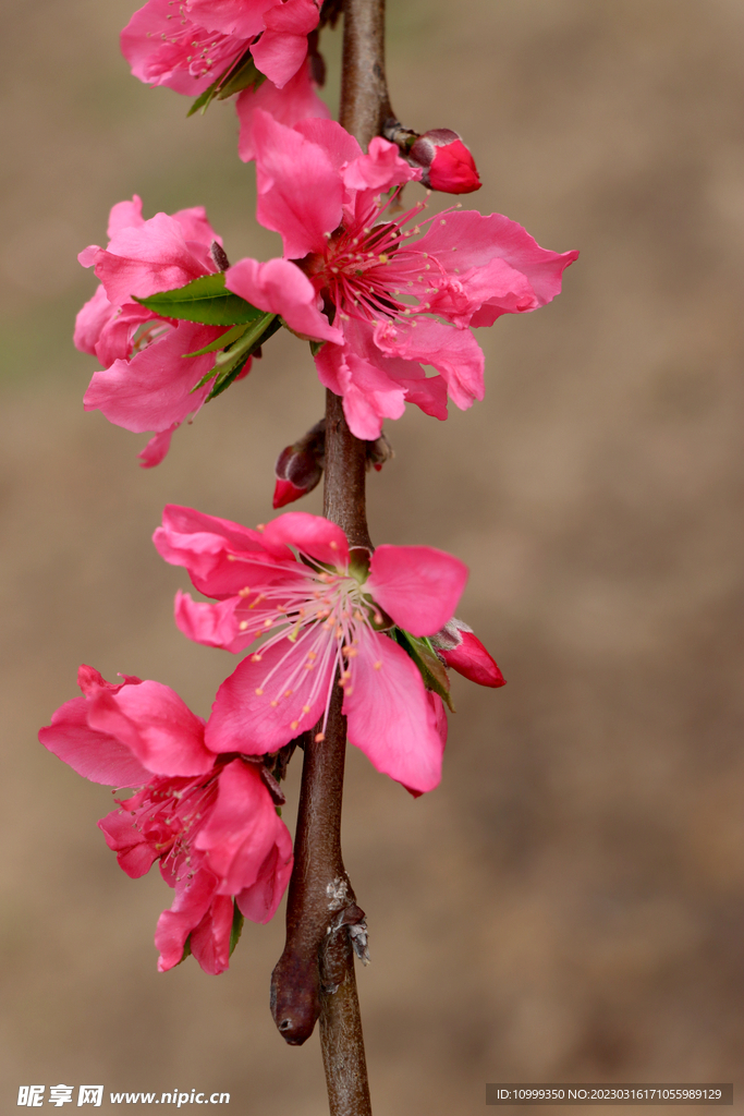 桃花
