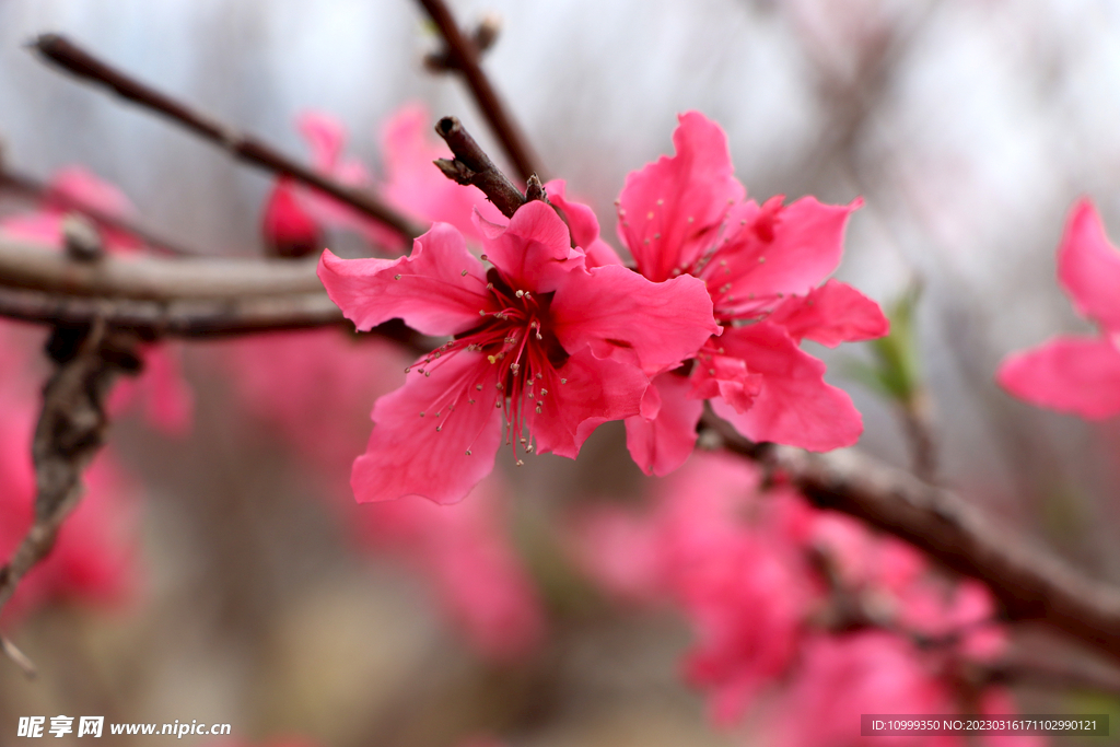 桃花