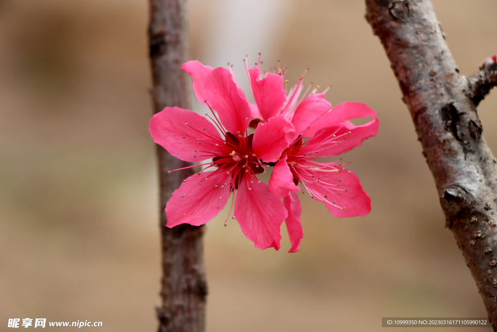桃花