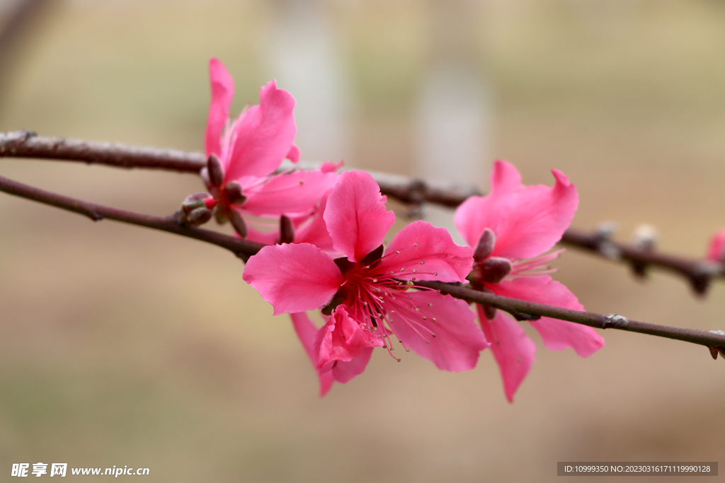 桃花