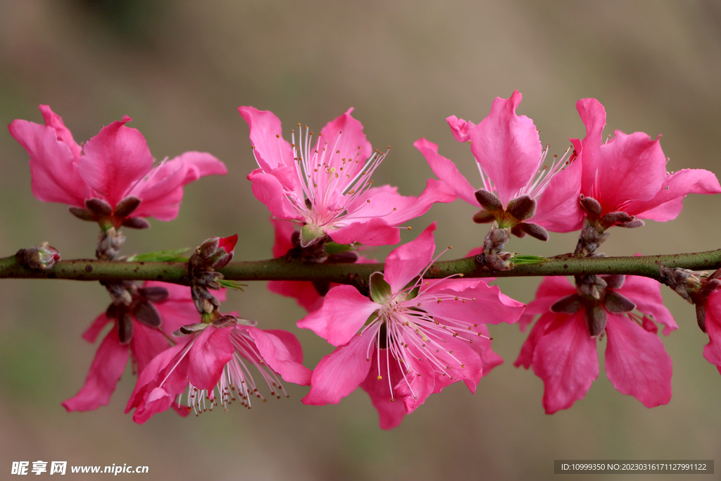 桃花