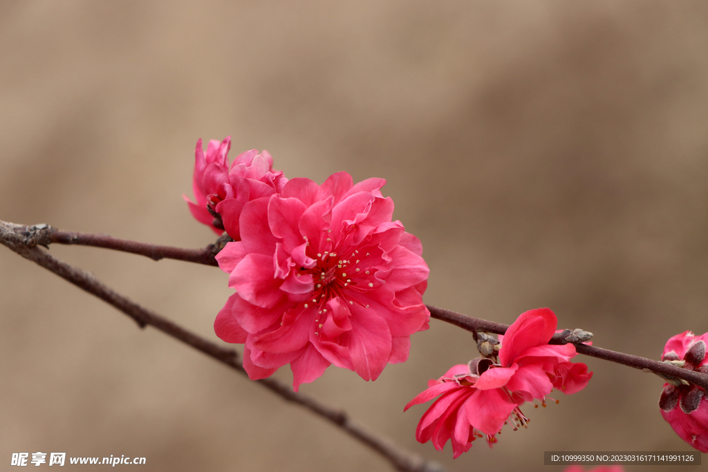 桃花