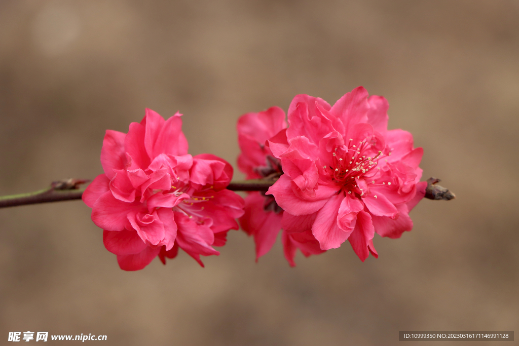 桃花