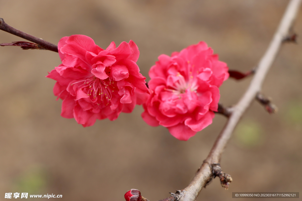 桃花