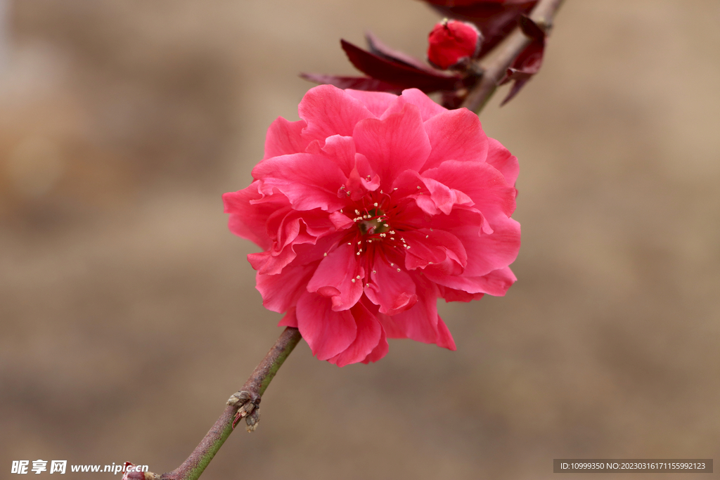 桃花