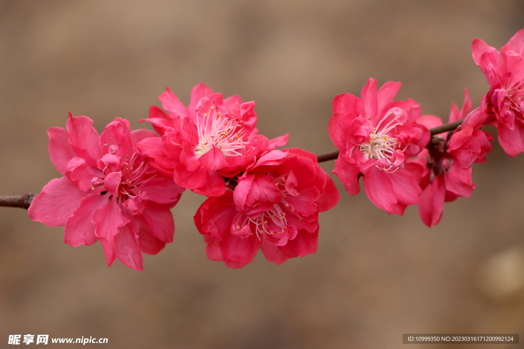 桃花