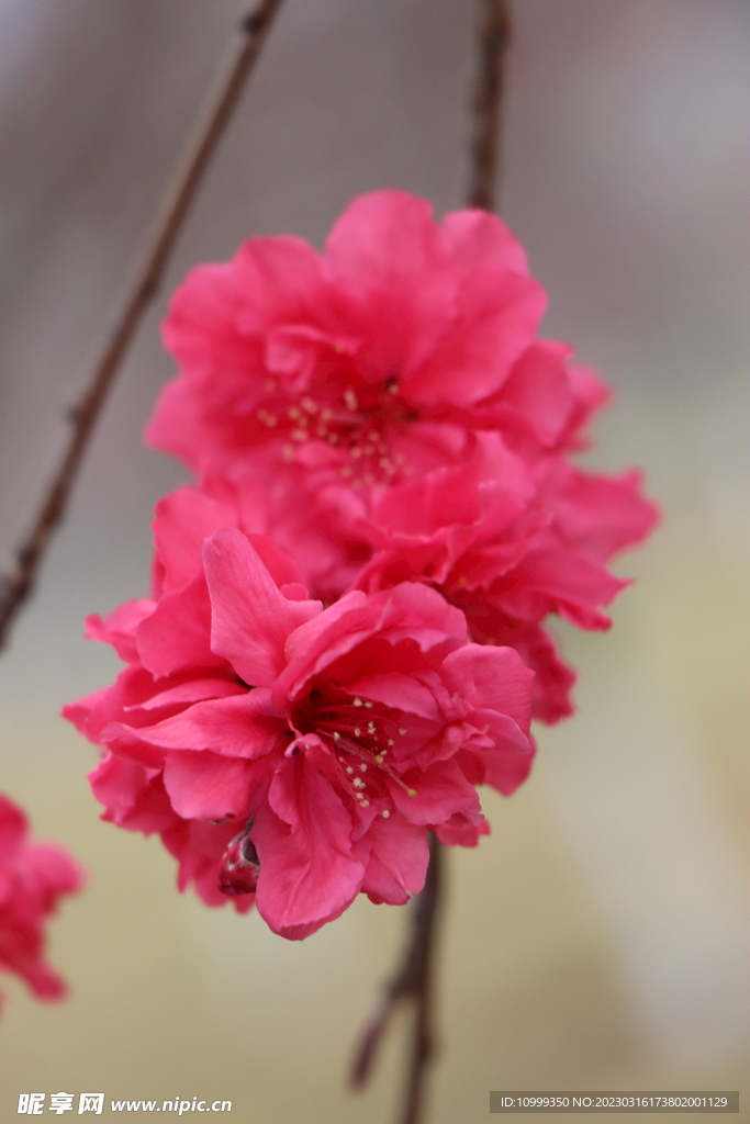 桃花