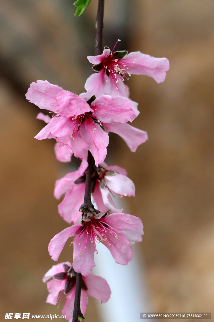 桃花
