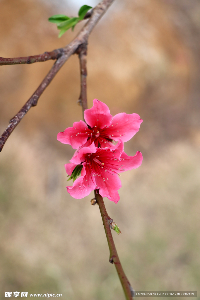 桃花