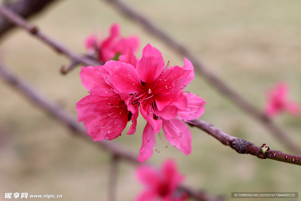 桃花