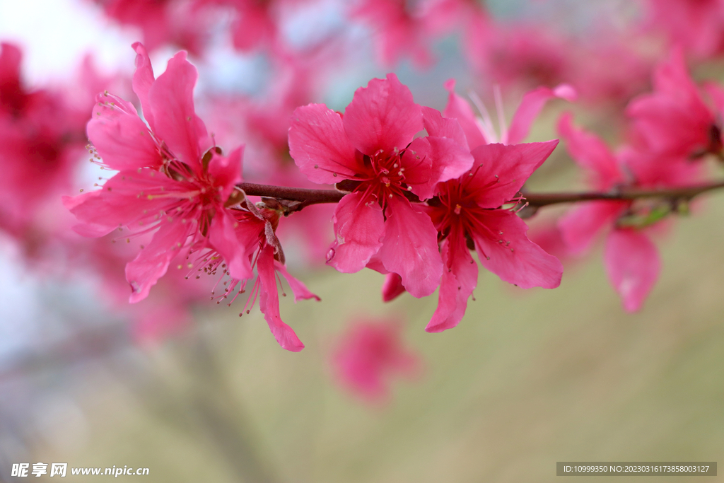 桃花