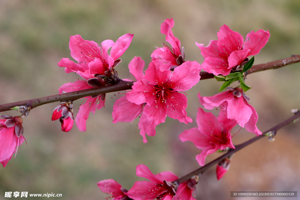 桃花