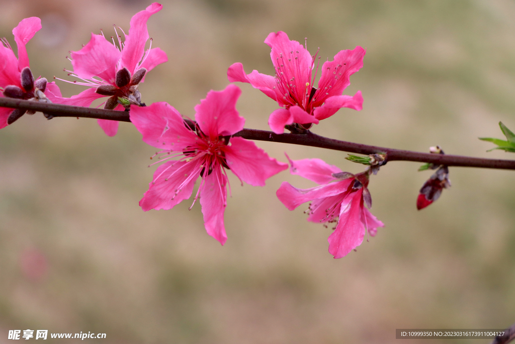 桃花