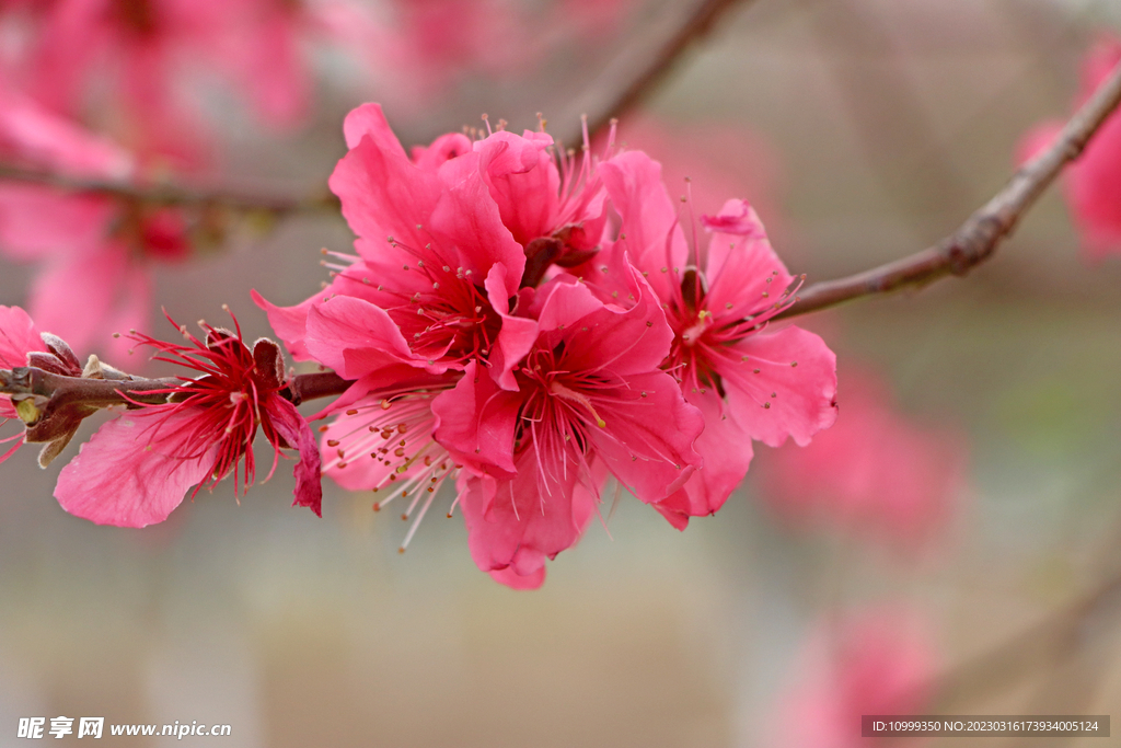 桃花