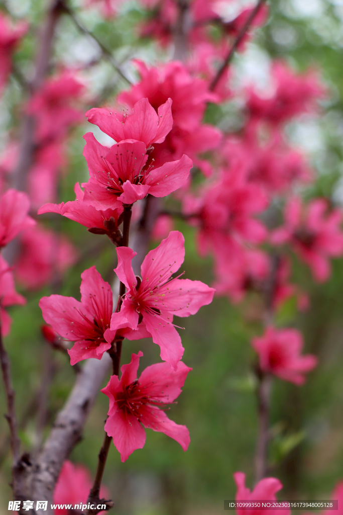 桃花