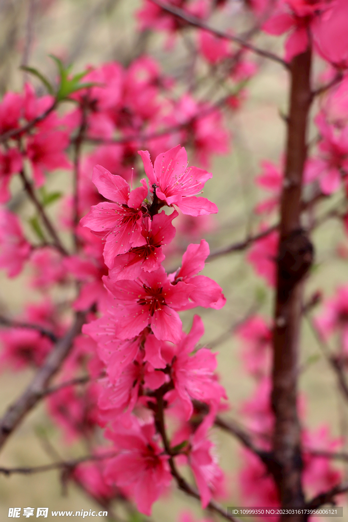 桃花