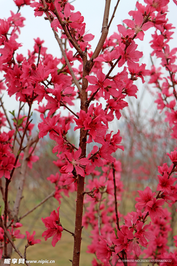 桃花