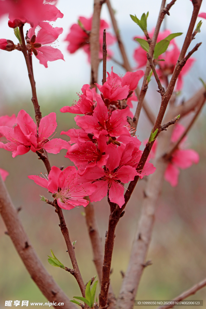 桃花