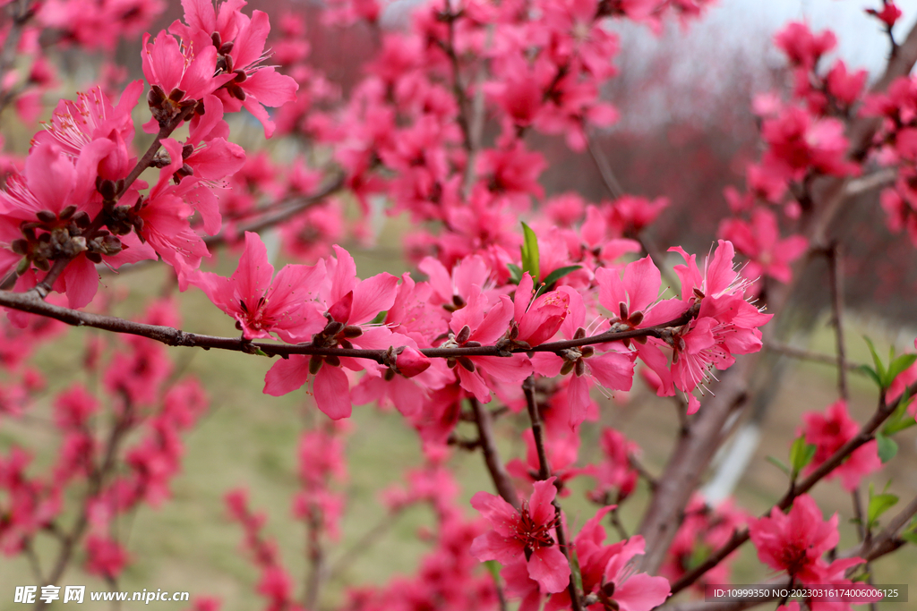 桃花
