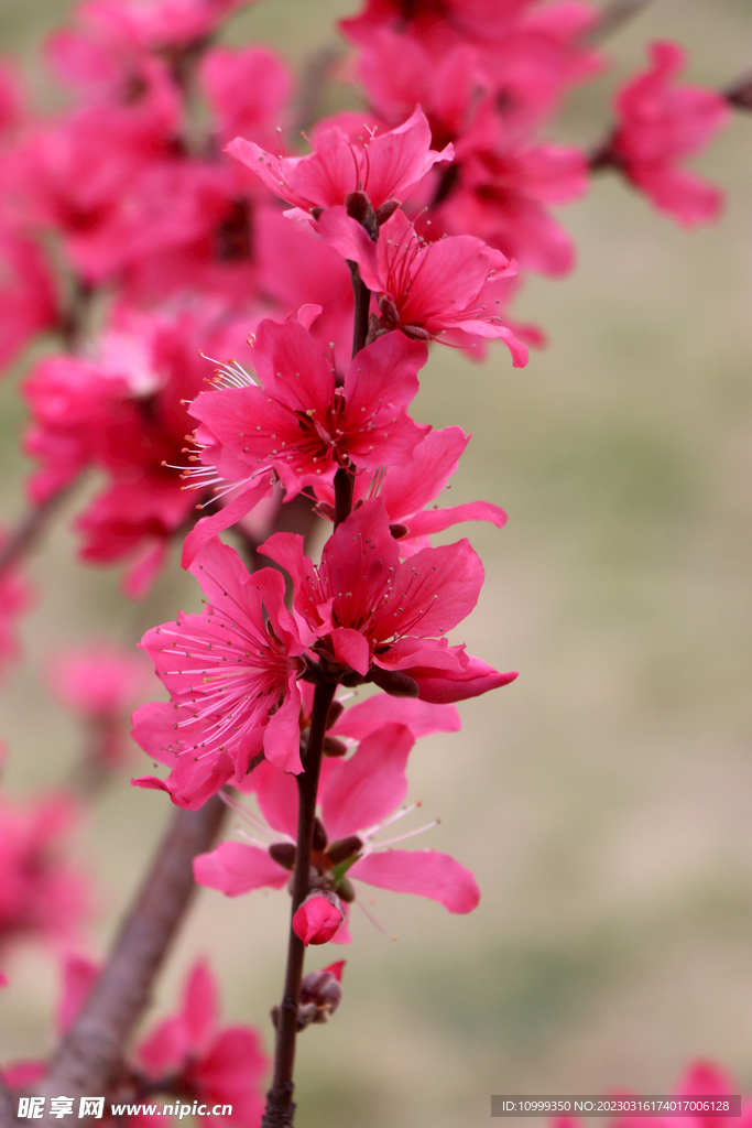 桃花