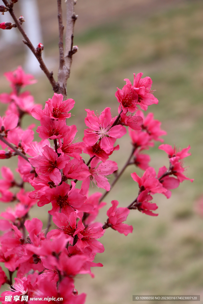 桃花