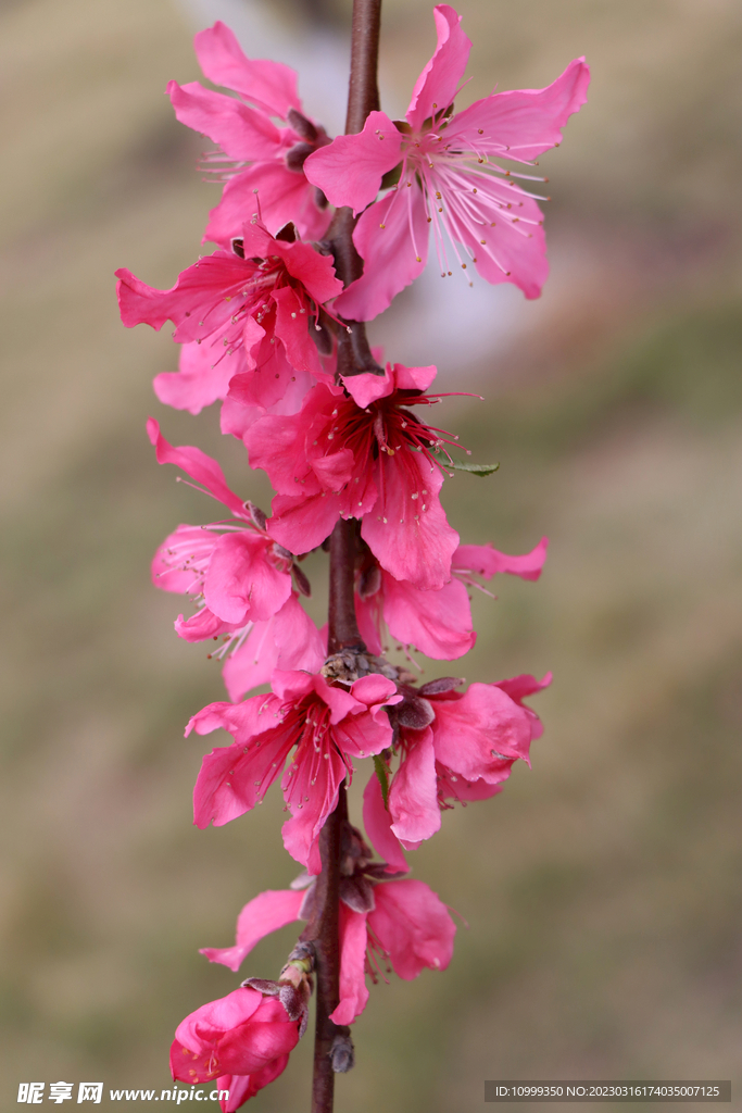 桃花