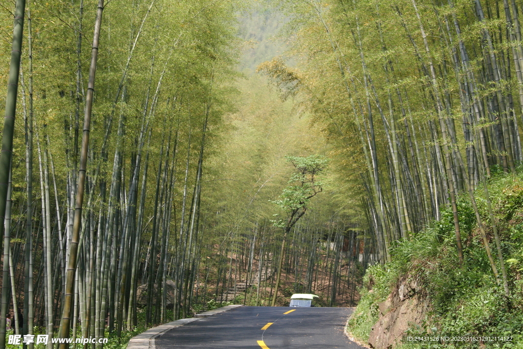 竹林