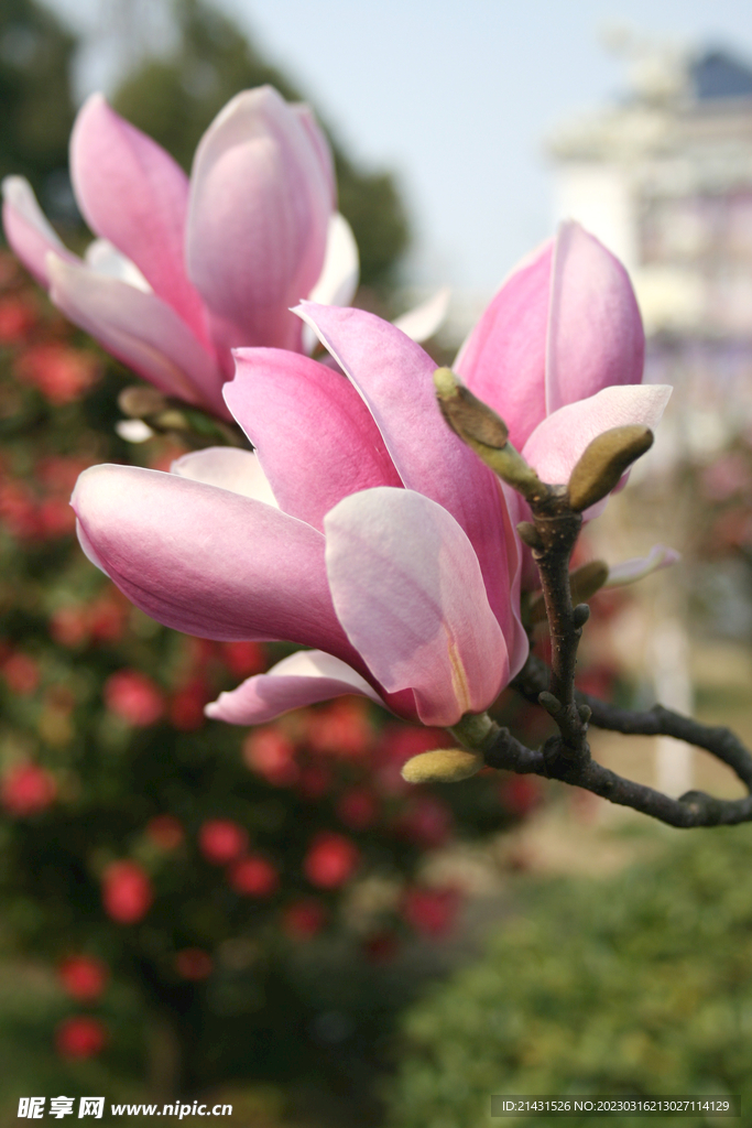 玉兰花