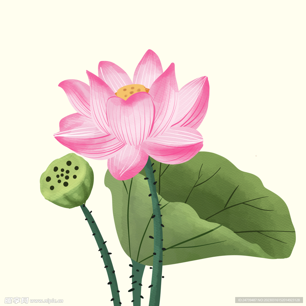 水彩荷花