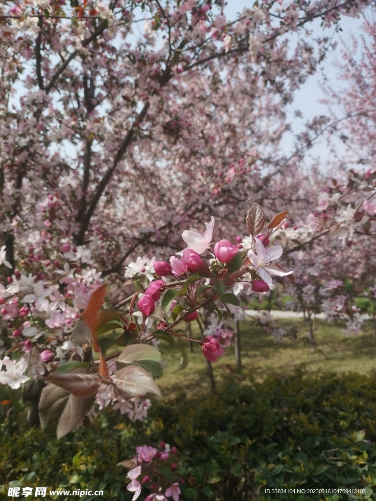 樱花