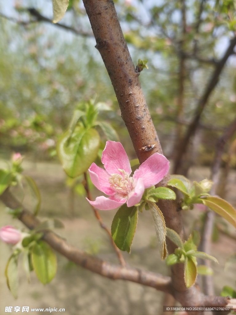 桃花
