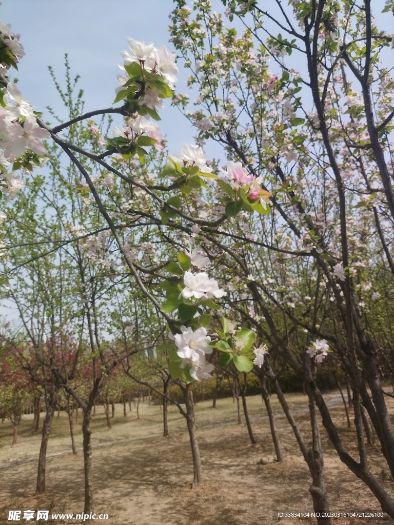 樱花