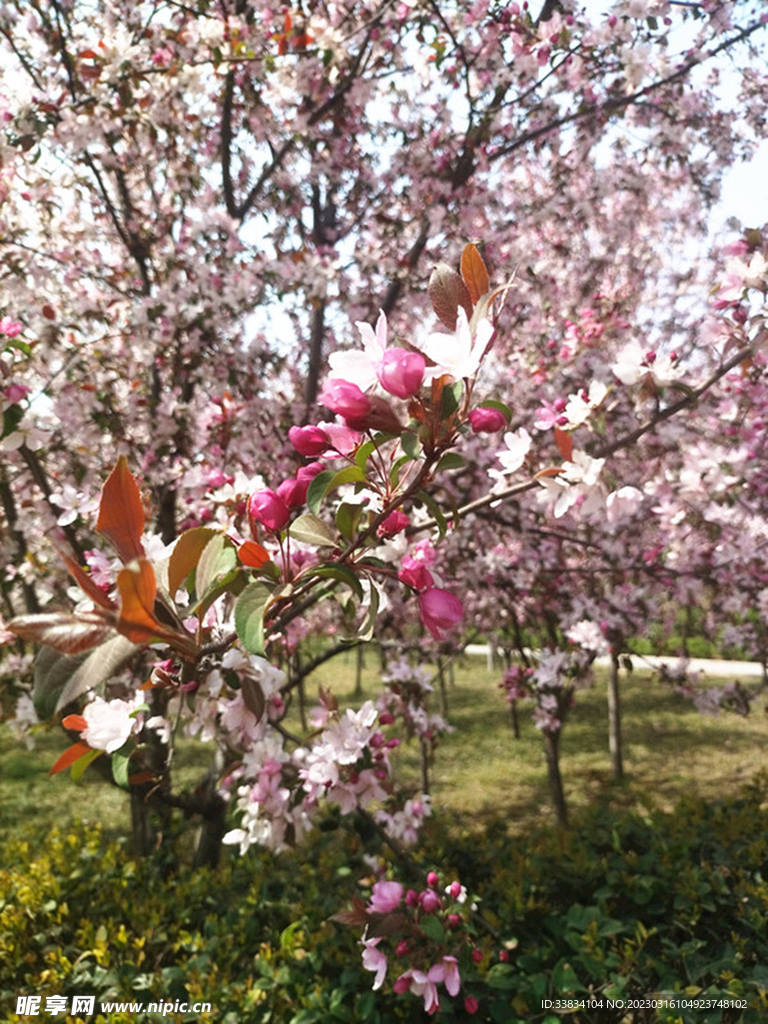 花