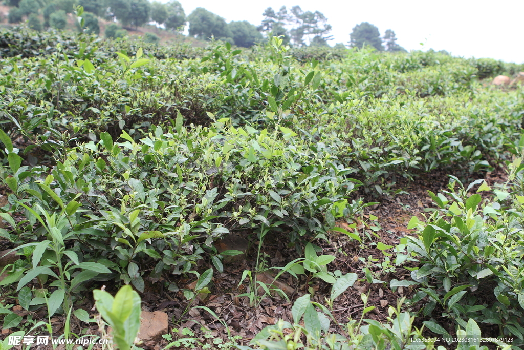 茶树