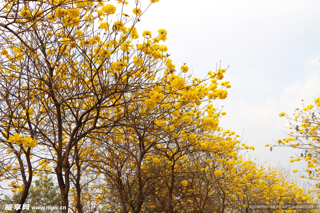 风铃花
