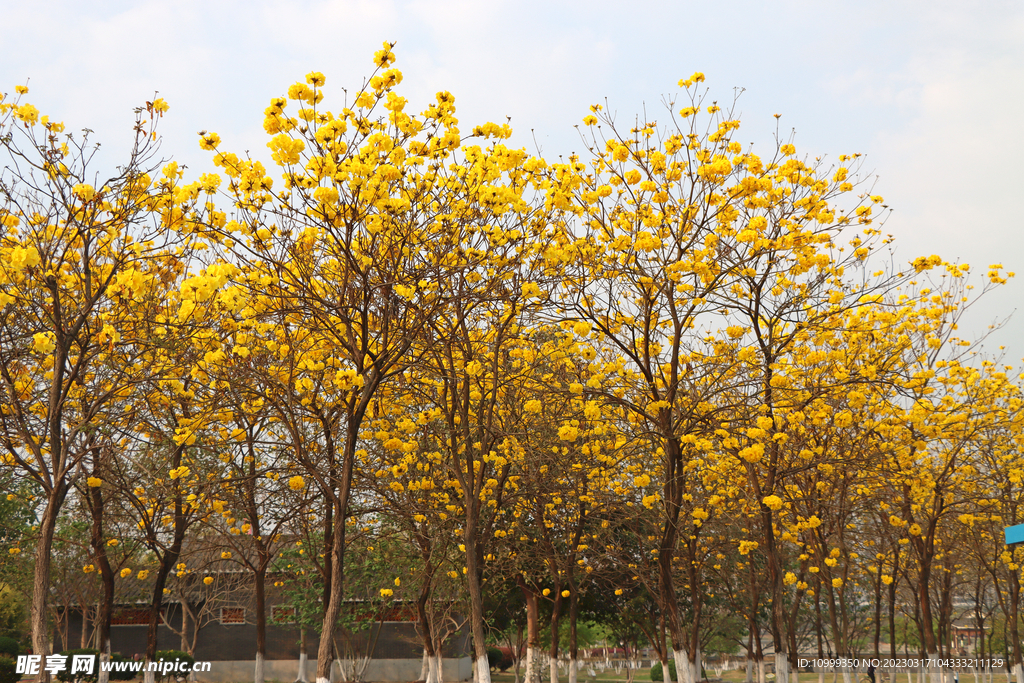 风铃花